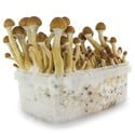 Kit de Cultivo Fresh Mushrooms 'Ecuador' 