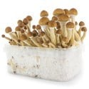 Kit de Cultivo Fresh Mushrooms 'Ecuador' 