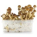 Kit de Cultivo Fresh Mushrooms 'Ecuador' 