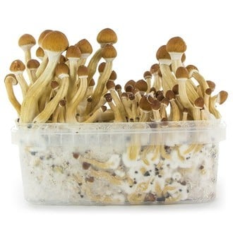 Kit de Cultivo Fresh Mushrooms 'Ecuador' 