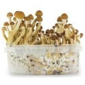 Kit de Cultivo Fresh Mushrooms 'Ecuador' 