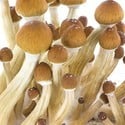 Kit de Cultivo Fresh Mushrooms 'Ecuador' 