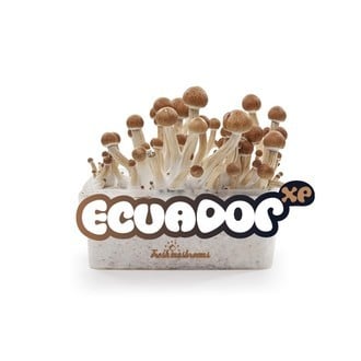 Kit de Cultivo Fresh Mushrooms 'Ecuador' 