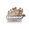 Kit de Cultivo Fresh Mushrooms 'Ecuador' 