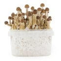 Kit de Cultivo Fresh Mushrooms 'Mexican'