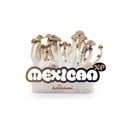 Kit de Cultivo Fresh Mushrooms 'Mexican'