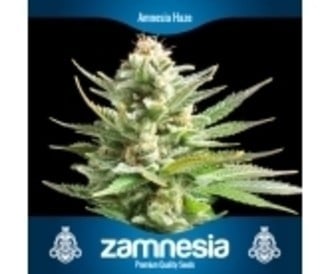 3 Gratis Semillas de Marihuana (Zamnesia Seeds)