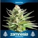 3 Gratis Semillas de Marihuana (Zamnesia Seeds)