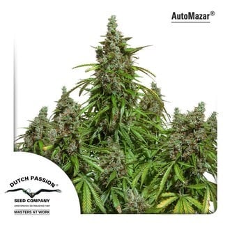 Auto Mazar (Dutch Passion) feminizada