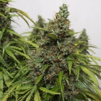 Auto Mazar (Dutch Passion) feminizada