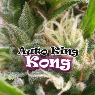 Auto King Kong (Dr. Underground) feminizada