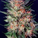 White Widow (Dutch Passion) feminizada