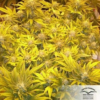 White Widow (Dutch Passion) feminizada