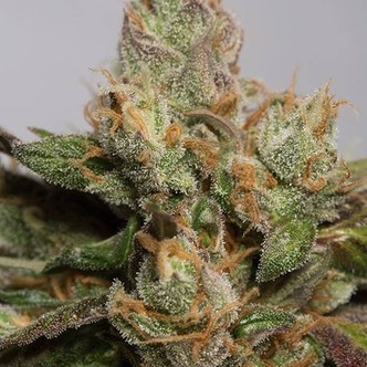 707 Truthband (Humboldt Seeds) feminizada