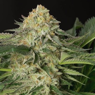 Lemon Garlic OG (Humboldt Seeds) feminizada