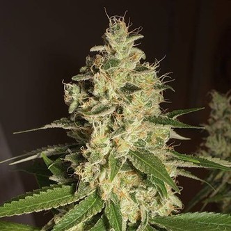 Raspberry Diesel (Humboldt Seeds) feminizada