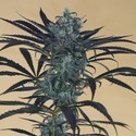 Blueberry Headband (Humboldt Seed Organization) feminizada