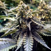 Chocolate Mint OG (Humboldt Seeds) feminizada
