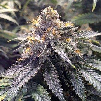 Bubba's Gift (Humboldt Seeds) feminizada