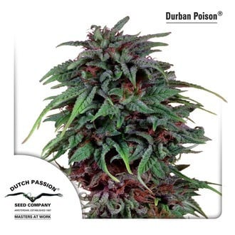 Durban Poison (Dutch Passion) feminizada