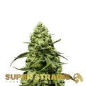 Turing Autoflowering (Super Strains) feminizada