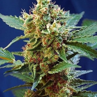 Cream Mandarine XL Auto (Sweet Seeds) feminized