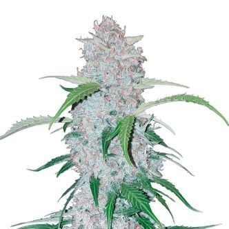 Six Shooter Auto (FastBuds) feminizada
