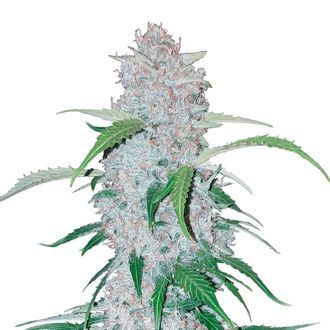 Six Shooter Auto (FastBuds) feminizada