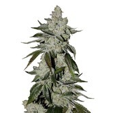Girl Scout Cookies Auto (FastBuds) feminizada