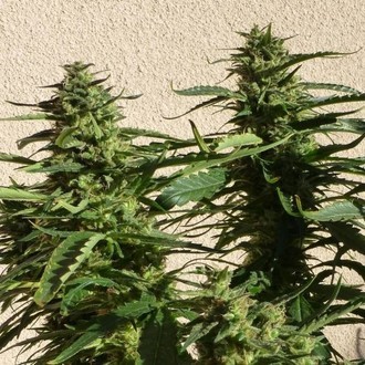 Missile 33 SuperAuto (Flash Auto Seeds) feminizada