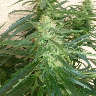 Spacer SuperAuto (Flash Auto Seeds) feminizada