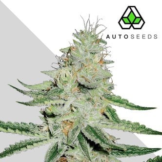 Dreamberry (Auto Seeds) feminizada