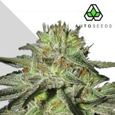 Kush Doctor (Auto Seeds) feminizada