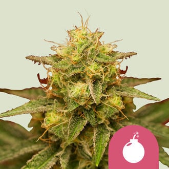 Royal Domina (Royal Queen Seeds) feminizada