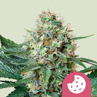 Royal Cookies (Royal Queen Seeds) feminizada