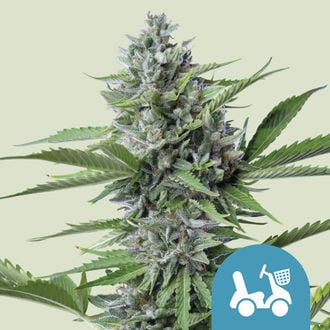 Fast Eddy Automatic (Royal Queen Seeds) feminizada