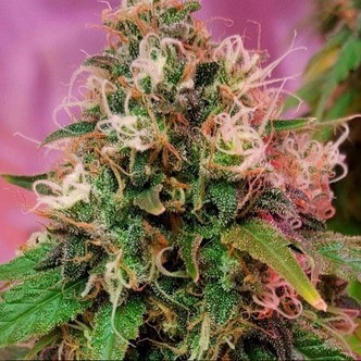 CBD OG Kush (CBD Crew) feminizada