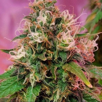 CBD OG Kush (CBD Crew) feminizada