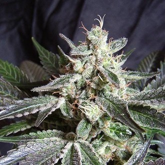 Black Jack - F1 Fast Version (Sweet Seeds) feminizada