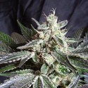 Black Jack - F1 Fast Version (Sweet Seeds) feminizada