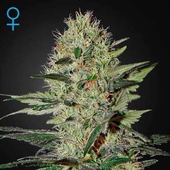 Exodus Cheese Autofloreciente (Greenhouse Seeds) feminizada