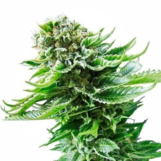 Northern Lights Automatic (White Label) feminizada