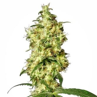 White Widow Automatic (White Label) feminizada