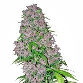 Purple Bud (White Label) feminizada