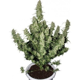 Magnum (Buddha Seeds) feminizada