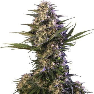 Kraken (Buddha Seeds) feminizada
