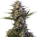 Kraken (Buddha Seeds) feminizada
