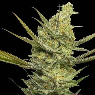 Gipsy Haze (Eva Seeds) feminizada