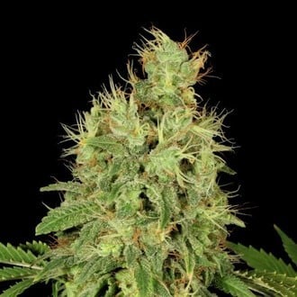 CBD-Chronic (Serious Seeds) feminizada