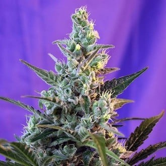 Sweet Skunk - F1 Fast Version (Sweet Seeds) feminizada